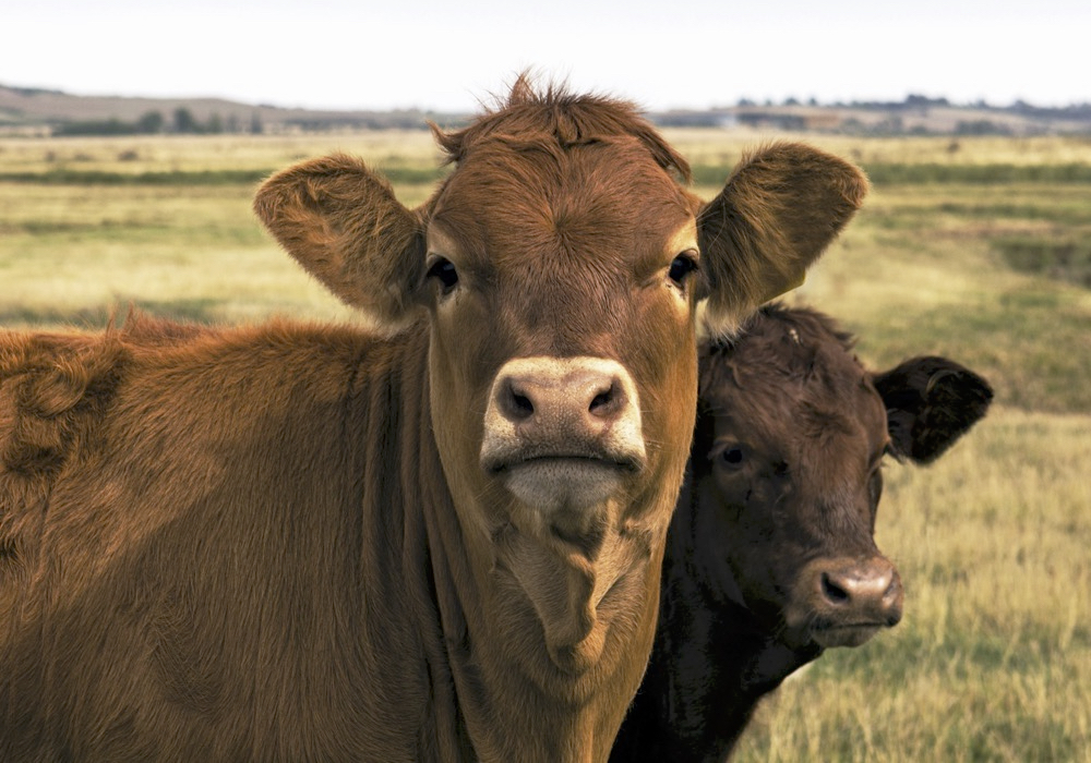 On average, farms or ranches of 200 to 300 head running smaller-framed cows appear to be the most profitable.
