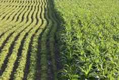 Farmers in Argentina had planted 30 per cent of expected soybean acres and 28 per cent of the potential corn area in early December.