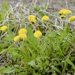 Former AAFC researcher Karen Bailey spent much of her career working on Phoma macrostoma, a fungus that controls weeds such as dandelions. However, the biopesticide has never made it to market.