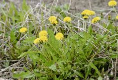 Former AAFC researcher Karen Bailey spent much of her career working on Phoma macrostoma, a fungus that controls weeds such as dandelions. However, the biopesticide has never made it to market.
