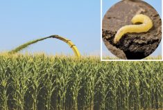 Bt-resistant corn rootworm is causing yield loss for silage growers.