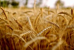 Available to growers in 2014, AAC Brandon hard spring wheat has been shown to be productive in a variety of weather conditions. Development started on the variety in 2003.