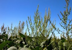 Waterhemp weeds rise above this soybean crop in Iowa, U.S.