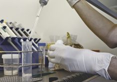 The agriculture industry says it is important for the government to act quickly on gene editing because the rest of the world, other than the European Union, has adopted the practice. Clearly spelling out guidance will allow companies to invest in Canada.