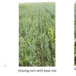 Extended grazing examples of annual forage options studied, seen here and below.