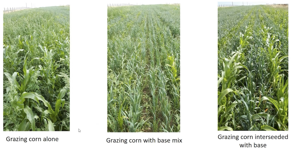 Extended grazing examples of annual forage options studied, seen here and below.
