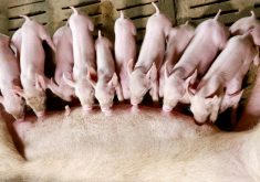 Chantel Farmer, a research scientist for Agriculture and Agri-Food Canada, will speak to attendees about her latest findings on swine lactation biology.
