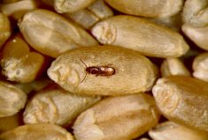 The rusty grain beetle is a pest that feeds on stored wheat, rye, corn, barley and millet. Owners of stored products including grain, processing facilities and warehouses may be able to use other insects to control the damage done by this pest.