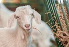 Codes of Practice are nationally developed guidelines for the care and handling of farm animals. This is the first update to the Goat Code of Practice since 2003.