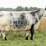 Colgan’s Chanel 22 C was sold for $48,000 to an Australian farm but will stay in Canada because of travel restrictions.