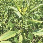 Waterhemp plants found in a soybean field in Norfolk county during the 2019 growing season. They were eventually confirmed to be resistant to group 2, group 9 and group 14 herbicides.