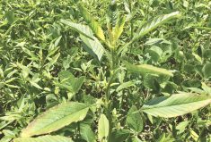 Waterhemp plants found in a soybean field in Norfolk county during the 2019 growing season. They were eventually confirmed to be resistant to group 2, group 9 and group 14 herbicides.