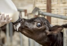 To get calves off to the best start, experts are recommending that they be fed colostrum that has 300 grams IgG per litre.