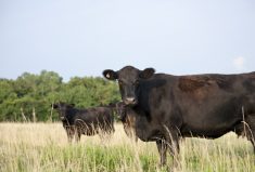 Strategically marketing cows likely not to conceive in the following breeding season and investing the equity into early cyclers who will consistently provide a heavier calf at weaning is worth culling early, says Dr. Jordan Thomas.