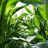 The yield potential for corn depends on the interaction between both genetics and agronomy.