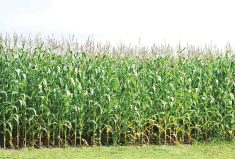 “When we think about disease management, pest management, integrated pest management, we’re monitoring and assessing all season long. Why aren’t we doing that with nitrogen?” – Deb Campbell.