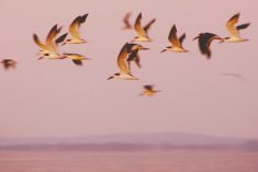 File photo of wild birds in flight over a lake in Uruguay. (Paz Roca/iStock/Getty Images)