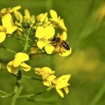 The success of winter canola in the southwest of Ontario and the return of sizable acres in northern Ontario bodes well for the future of canola, says the president of the Ontario Canola Growers Association.