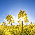 The pollen beetle and Canola Flower midge are two new pests that Ontario canola growers may face during the next growing season.
