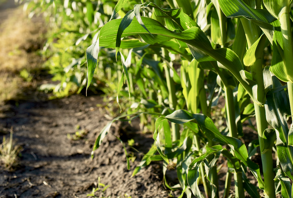 According to U.S. organic farmer Rick Clark, weed management is about creating an environment where weeds don’t want to germinate and grow.