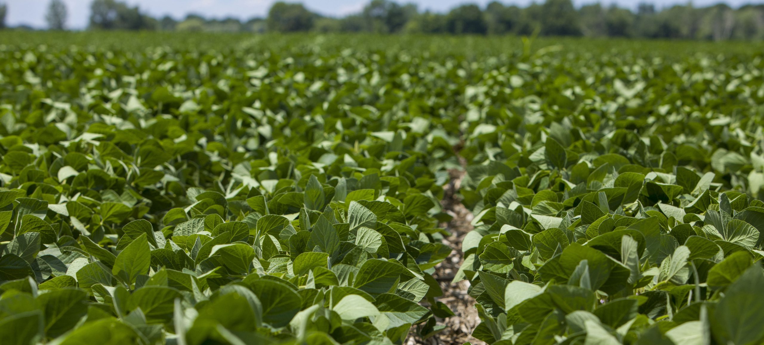 Early season application of crop protection products with multiple modes of action gives farmers the best chance of getting ahead of tough-to-control weeds to achieve a clean, healthy stand of soybeans.