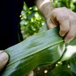 Tar spot is highly prolific, spreading on the wind and from underlying soil residue. Years of data taken in Ontario and the United States show tar spot can impact every commercially available corn variety.