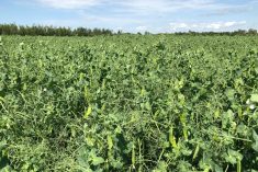 File photo of a pea crop south of Ethelton, Sask. on Aug. 1, 2019. (Dave Bedard photo)