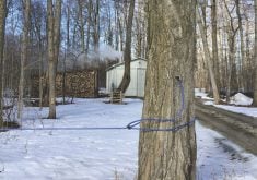 Syrup season has started early but the spectre of climate change casts a shadow on future harvests.