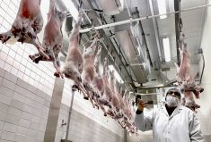 Gino Giansante, meat science lab manager, explains how the CMIT facility works with smaller producers who struggle to access processing.