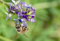 Older products could pose problems for pollinators on crops such as canola and alfalfa.