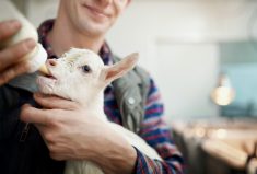 Ruminant newborns lack protective antibodies at birth, so ensuring they get enough colostrum is vital. Colostrum quality depends on dam nutrition.