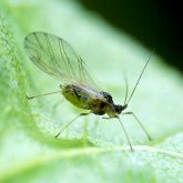 A winged green peach aphid (Myzus persicae).