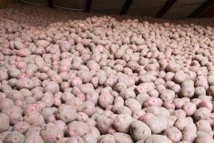 File photo of potatoes in storage. (Kativ/E+/Getty Images)