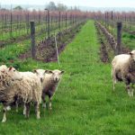 File photo of sheep on pasture adjacent to an Ontario vineyard.