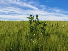 thistle in wheat