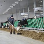 Due to the size of the barn, the engineering firm Les Consultants Lemay & Choinière could not build it in a standard way. The National Building Code requires that any one-story farm building with an area greater than 4800 m2 be divided by vertical fire walls lasting at least one hour such that each compartment does not exceed 4800 m2. “The surface area and floor layout of Ferme Comestar did not allow us to comply with this article of the code,” explains engineer Christian Lemay. The interior cladding (insulated panels covered with metal cladding on both sides) and exterior, as well as the main structure and its all-steel components make it a building with a low rate of combustible materials, which allowed them to design a compliant building.