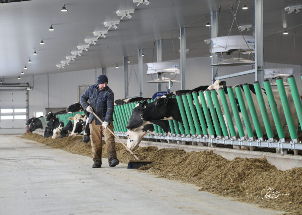 Due to the size of the barn, the engineering firm Les Consultants Lemay & Choinière could not build it in a standard way. The National Building Code requires that any one-story farm building with an area greater than 4800 m2 be divided by vertical fire walls lasting at least one hour such that each compartment does not exceed 4800 m2. “The surface area and floor layout of Ferme Comestar did not allow us to comply with this article of the code,” explains engineer Christian Lemay. The interior cladding (insulated panels covered with metal cladding on both sides) and exterior, as well as the main structure and its all-steel components make it a building with a low rate of combustible materials, which allowed them to design a compliant building.