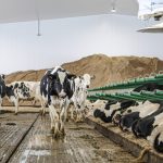 The 586 stalls are on sand with flexible separators between the stalls. “We built for the comfort of the cows,” explains Marc Comtois. The feed rails are also equipped with flexible separators, except in the back of the robot where there are yokes. At one end of the barn, a space allows the sand to be stored for a minimum of four months.