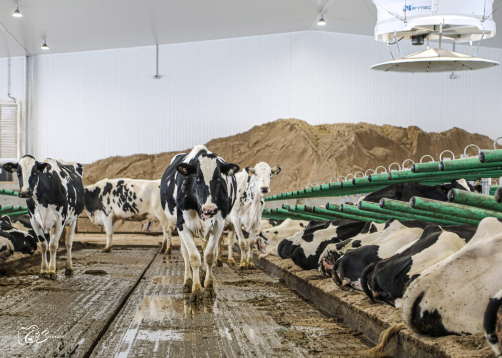 The 586 stalls are on sand with flexible separators between the stalls. “We built for the comfort of the cows,” explains Marc Comtois. The feed rails are also equipped with flexible separators, except in the back of the robot where there are yokes. At one end of the barn, a space allows the sand to be stored for a minimum of four months. 