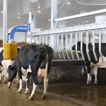 Cow traffic is controlled. In each group, a row of stalls is located on the side of the feed area. Two other rows are on the drinking trough side. The cows at the feeder pass through one of the two anti-return barriers to go and drink. To return to the manger, they must pass through the sorting barrier near the robots.