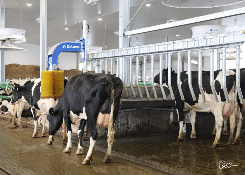 Cow traffic is controlled. In each group, a row of stalls is located on the side of the feed area. Two other rows are on the drinking trough side. The cows at the feeder pass through one of the two anti-return barriers to go and drink. To return to the manger, they must pass through the sorting barrier near the robots.