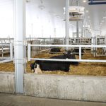 Three calving pens were set up on bedded packs.