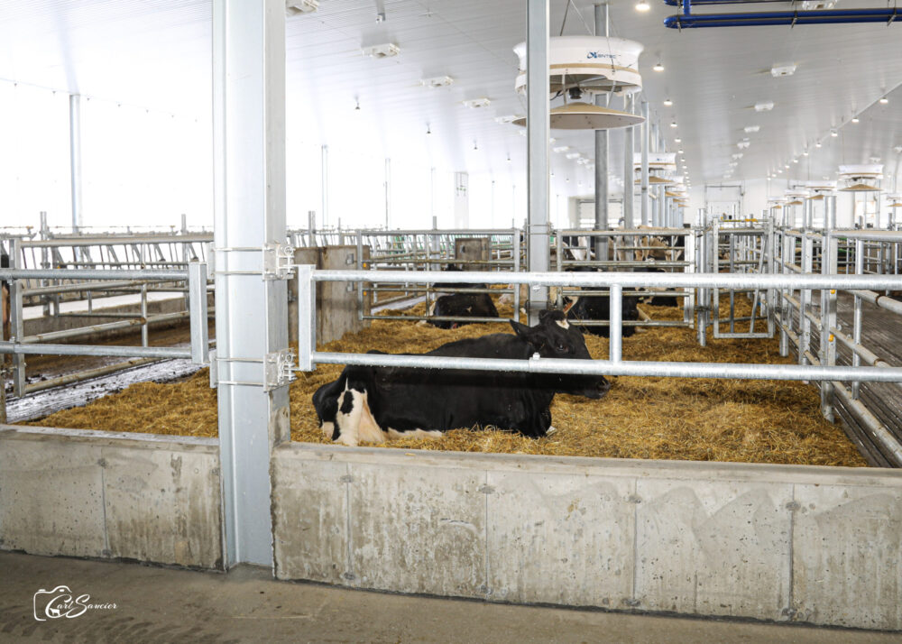 Three calving pens were set up on bedded packs.