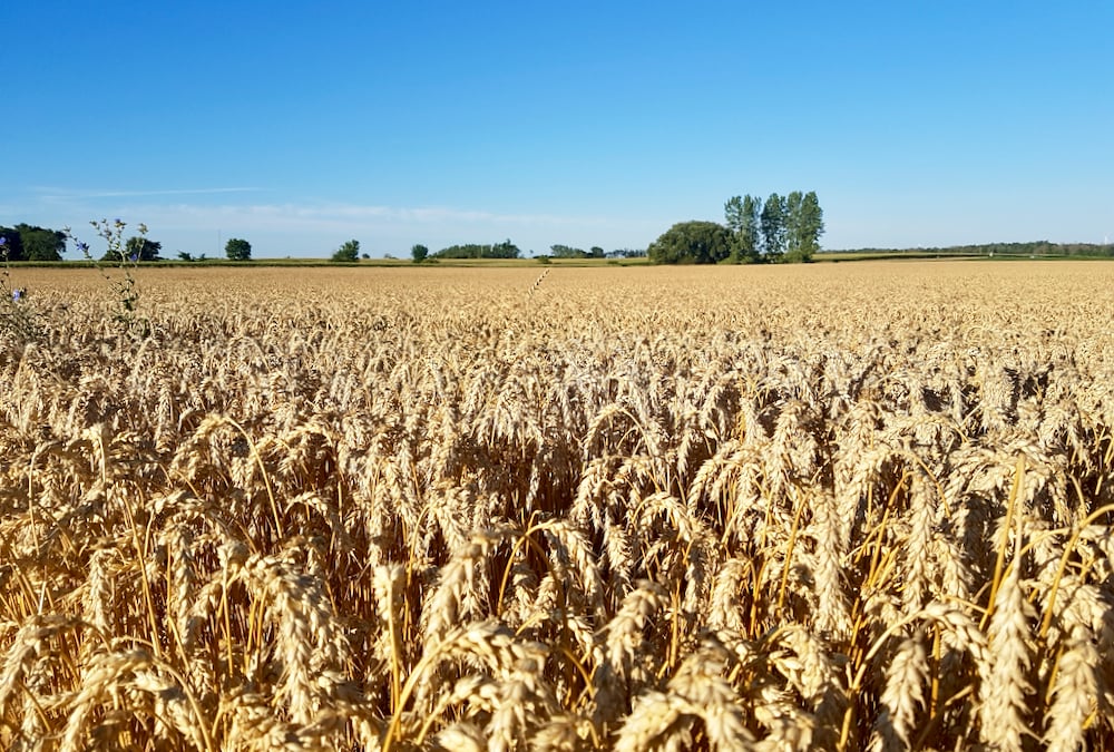 The option to use fertigation, even in a crop like wheat, may be garnering support with its cost efficiency.