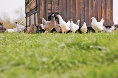 High winds can worsen pathogen spread from outdoor poultry