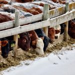 Beef quality assurance programs have always had challenges getting funds to all producers in value chains. New programs aim to improve this.