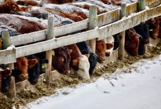 Beef quality assurance programs have always had challenges getting funds to all producers in value chains. New programs aim to improve this.