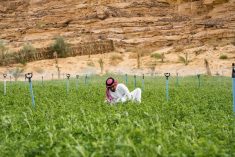 File photo of an irrigated alfalfa stand in Saudi Arabia. (JohnnyGreig/E+/Getty Images)