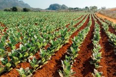 File photo of tobacco fields at Vinales in western Cuba. (Nikada/E+/Getty Images)