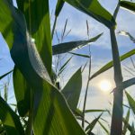 Higher nutrient levels were tied with higher corn yields in the first year of a corn yield enhancement group.